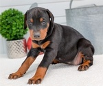 Small Photo #68 Doberman Pinscher Puppy For Sale in GOSHEN, IN, USA