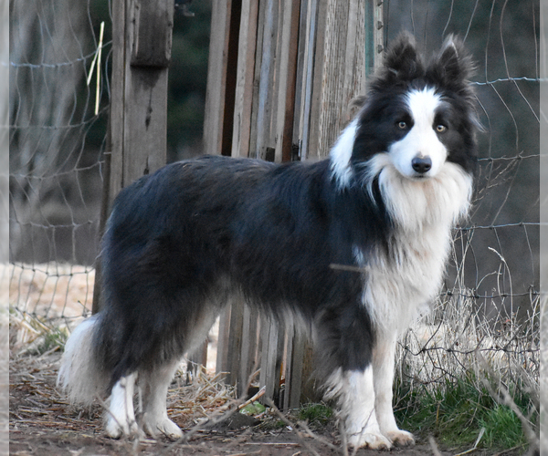 Medium Photo #6 Border Collie Puppy For Sale in MOSIER, OR, USA