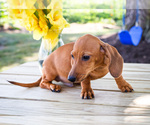 Puppy Cooper Dachshund