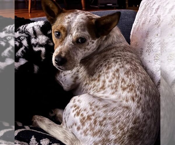 Medium Photo #1 Mutt Puppy For Sale in Spring Lake, NC, USA