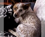 Chunk Norris - Male Mutt Dog for Adoption - Small photo