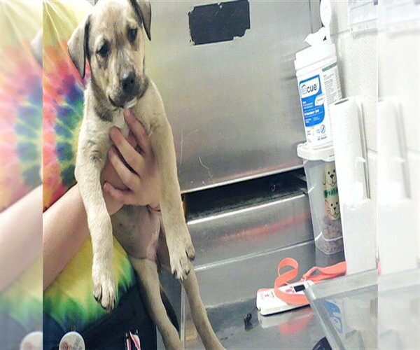 Medium Photo #1 German Shepherd Dog-Unknown Mix Puppy For Sale in Fayetteville, NC, USA