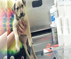 German Shepherd Dog-Unknown Mix Dogs for adoption in Fayetteville, NC, USA