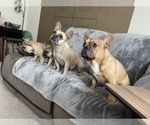 Small Photo #7 French Bulldog Puppy For Sale in MIDDLEBURG, FL, USA