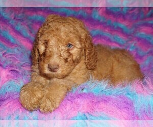 Labradoodle Puppy for sale in LA HABRA, CA, USA