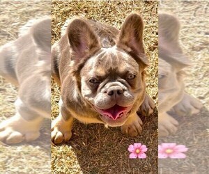 French Bulldog Puppy for Sale in SAN ANTONIO, Texas USA