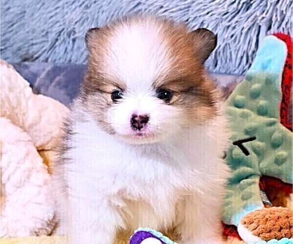 Medium Photo #4 Pomeranian Puppy For Sale in MENIFEE, CA, USA