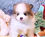 Small Photo #5 Pomeranian Puppy For Sale in MENIFEE, CA, USA