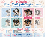 Small Yorkshire Terrier