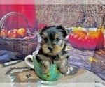 Small #2 Yorkshire Terrier