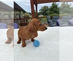 Small #2 Dachshund