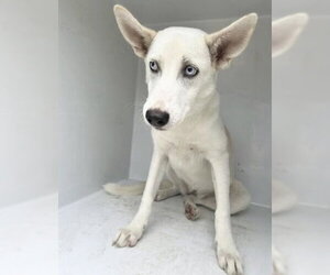 Siberian Husky-Unknown Mix Dogs for adoption in Houston, TX, USA