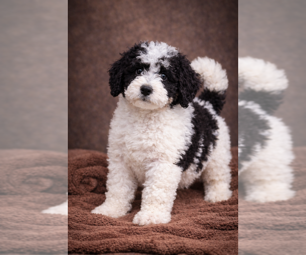Medium Photo #24 Bernedoodle Puppy For Sale in GREENWOOD, IN, USA