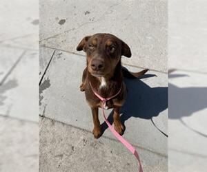 Australian Kelpie Dogs for adoption in Bakersfield, CA, USA