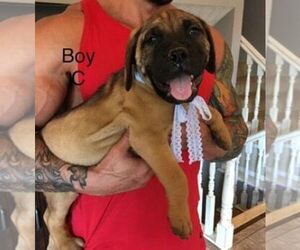 Bullmastiff Puppy for sale in WILLARD, MO, USA