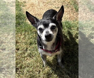 Mutt Dogs for adoption in Boston, MA, USA