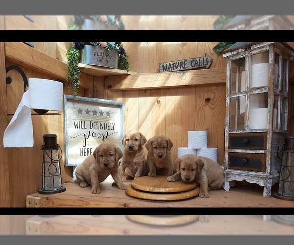Medium Photo #1 Labrador Retriever Puppy For Sale in MILLVILLE, MN, USA