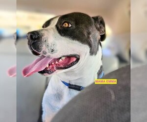 Staffordshire Bull Terrier-Unknown Mix Dogs for adoption in Woodland Hills, CA, USA