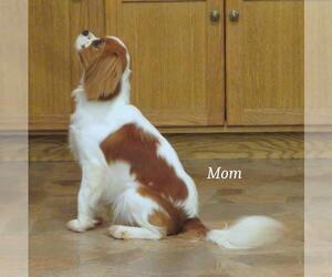Mother of the Cavalier King Charles Spaniel puppies born on 11/24/2025