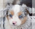 Small Photo #2 Miniature Australian Shepherd Puppy For Sale in EPHRATA, PA, USA