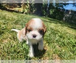 Small #7 Cavalier King Charles Spaniel