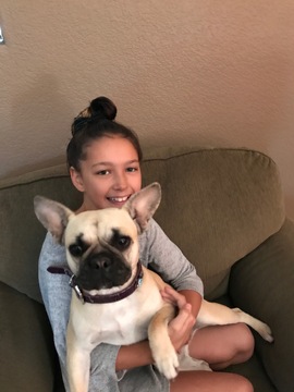 Medium Photo #1 French Bulldog Puppy For Sale in SPARKS, NV, USA