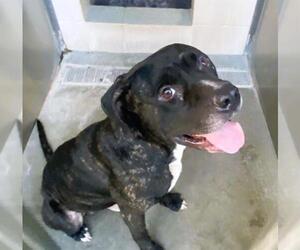 Labrador Retriever-Unknown Mix Dogs for adoption in Orange, CA, USA