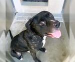 Small Labrador Retriever Mix