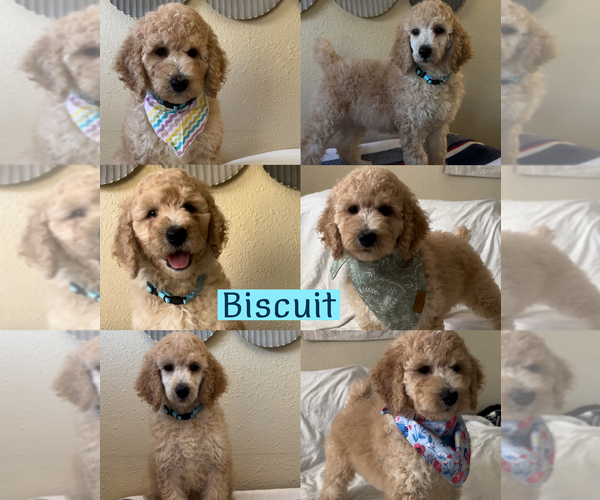 Medium Photo #1 Poodle (Standard) Puppy For Sale in EXETER, CA, USA