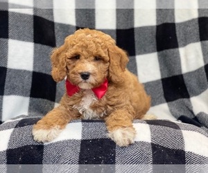 Goldendoodle-Poodle (Toy) Mix Puppy for sale in LAKELAND, FL, USA