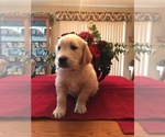 Small Photo #10 Golden Retriever Puppy For Sale in WEBSTER CITY, IA, USA