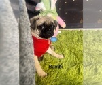 Small Photo #1 Pug Puppy For Sale in ARLINGTON, TX, USA