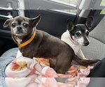 Small #7 Chihuahua Mix