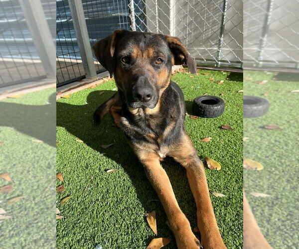 Medium Photo #3 Mutt Puppy For Sale in Elmsford, NY, USA