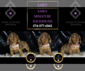 Dachshund Puppy for sale in WARSAW, IN, USA