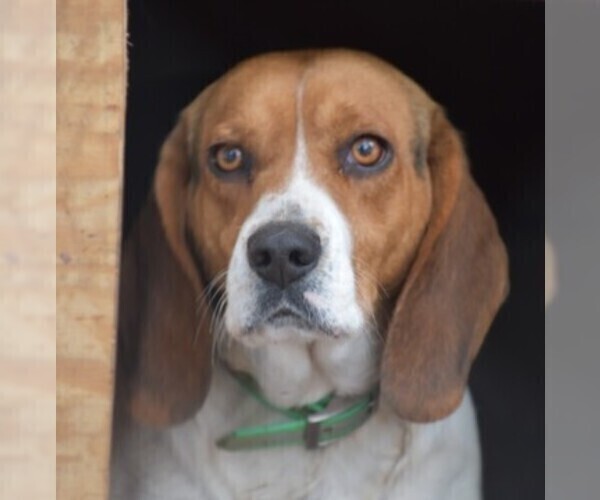 Medium Photo #1 Beagle Puppy For Sale in GREENWOOD, AR, USA