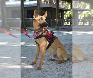 Father of the Belgian Malinois puppies born on 12/06/2022