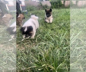Akita Puppy for Sale in SOMERSET, New Jersey USA