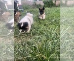 Litter of 4 - Male(s) and Female(s) AkitaLitter of Puppies for Sale - Small photo