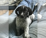 Small Photo #3 German Shorthaired Pointer Puppy For Sale in MOUNT PLYMOUTH, FL, USA