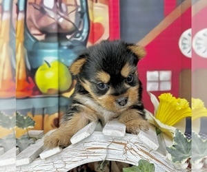 Yorkshire Terrier Puppy for sale in CASSVILLE, MO, USA