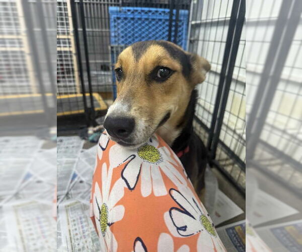 Medium Photo #7 German Shepherd Dog-Unknown Mix Puppy For Sale in Mukwonago, WI, USA