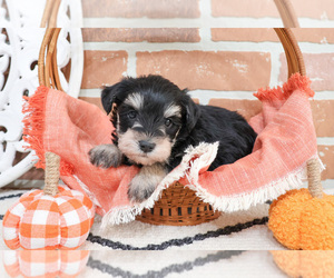 Schnauzer (Miniature) Puppy for sale in SYRACUSE, IN, USA