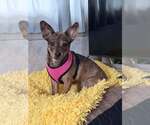 Small #1 Chihuahua Mix