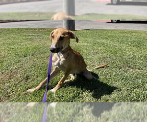 Mutt Dogs for adoption in Riverside, CA, USA