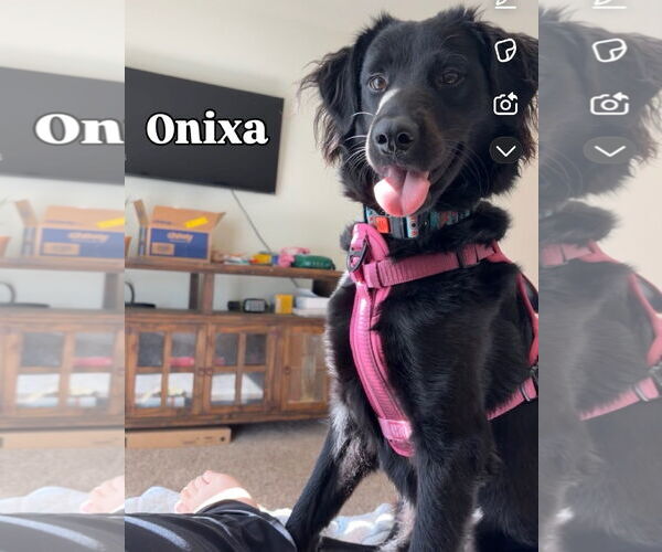 Medium Photo #2 Border Collie-Golden Retriever Mix Puppy For Sale in Virginia Beach, VA, USA