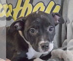 Small #4 American Bulldog-American Staffordshire Terrier Mix