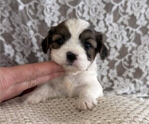 Cavachon-Shih Tzu Mix Puppy for sale in THORP, WI, USA
