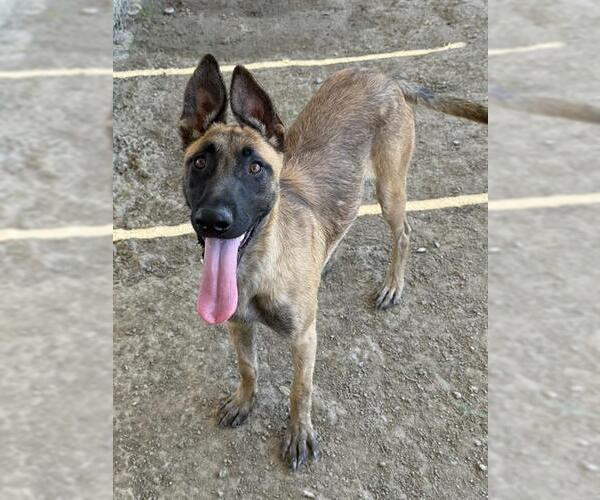 Medium Photo #2 German Shepherd Dog Puppy For Sale in Riverside, CA, USA
