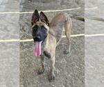 Small #1 German Shepherd Dog
